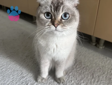 Scotish Kızıma British eş arıyorum✨✨