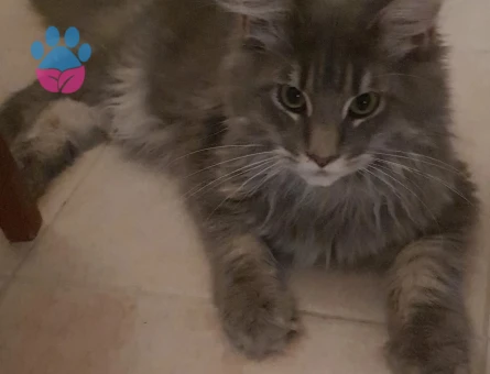 Maine coon oğluma eş arıyorum