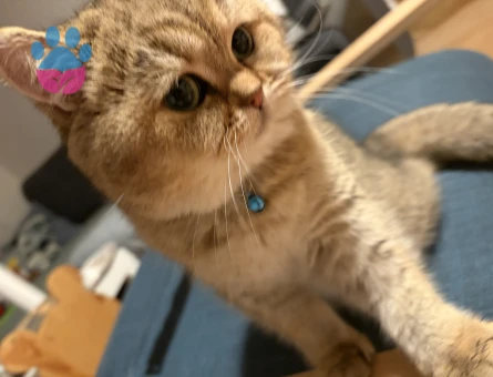Britishshorthair kızıma eş arıyorum