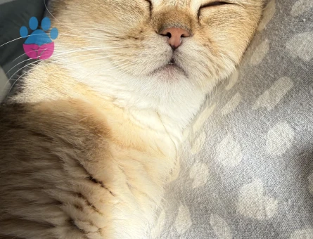 Britishshorthair kızıma eş arıyorum