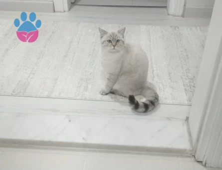 British shorthair 1 Yaşında Eş Arıyor
