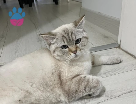 British shorthair 1 Yaşında Eş Arıyor