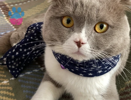 Scottish Fold Oğluma gelin arıyorum