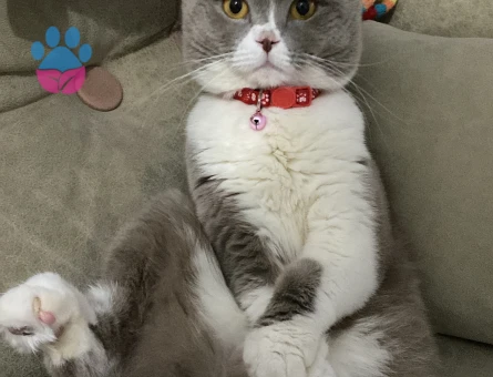 Scottish Fold Oğluma gelin arıyorum