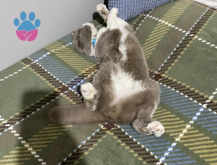 Scottish Fold Oğluma gelin arıyorum