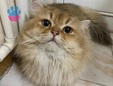 British longhair Dişi 1,5 Yaşında Eş Arıyor
