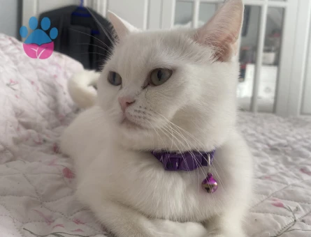 Temas bağımlısı kızıma eş arıyorum