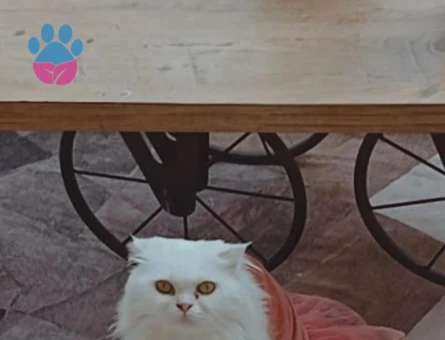 Scottish fold dişi eş ilanı