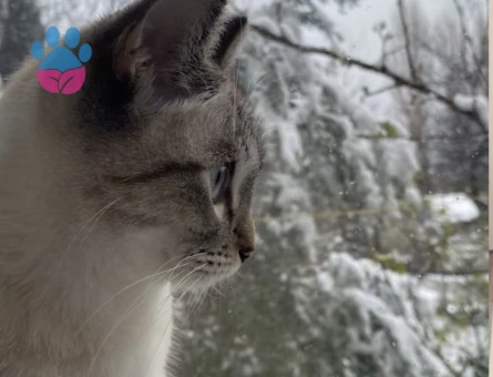 Siyam Kedime Eş Arıyorum