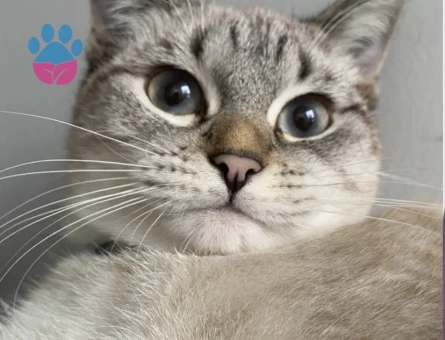 Siyam Kedime Eş Arıyorum