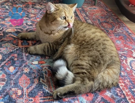 British Shorthair Sinco Eşini Arıyor