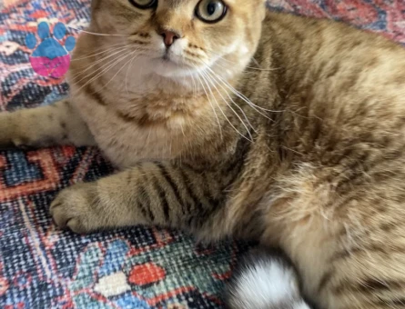 British Shorthair Sinco Eşini Arıyor