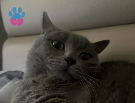 British Shorthair Kedimize eş arıyoruz