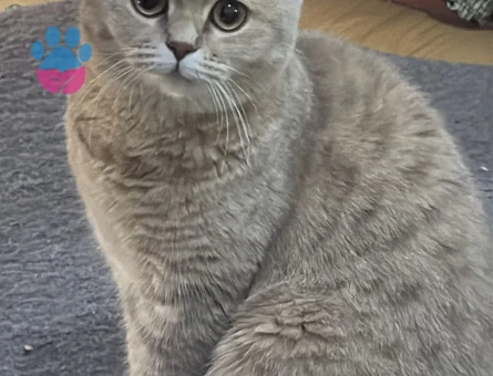 British Shorthair Kedime Erkek eş arıyoruz - 118983986