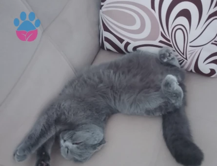 scottish fold 9 aylık dişi kedime erkek eş ariyorum - 118983988