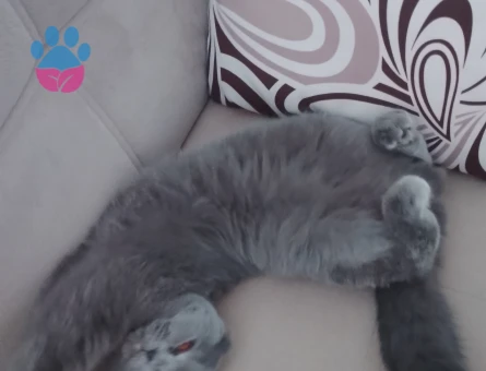 scottish fold 9 aylık dişi kedime erkek eş ariyorum