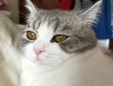 British Shorthair 1 Yaşınd Necati Eş Arıyor - 118983991