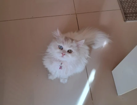 British Longhair Kızımıza yakışıklı damat - 118983994