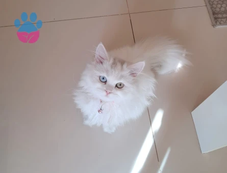 British Longhair Kızımıza yakışıklı damat