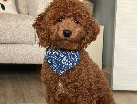 Toy poodle Fox oğlumuza eş arıyoruz - 118983995