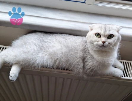 Scottish Fold 1 Yaşında Eş Arıyor Dişi Kızgınlıkta