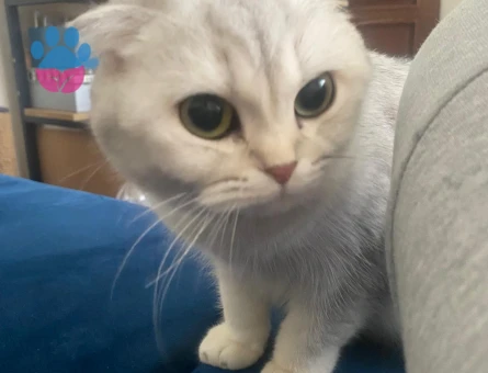 Scottish Fold 1 Yaşında Eş Arıyor Dişi Kızgınlıkta
