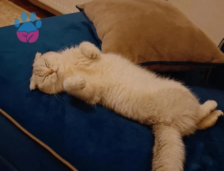 Scottish Fold 1 Yaşında Eş Arıyor Dişi Kızgınlıkta