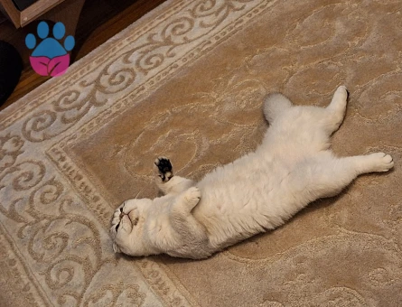 Scottish Fold 1 Yaşında Eş Arıyor Dişi Kızgınlıkta
