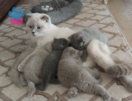 Scotish Fold Blue Point Dişi Kedime Eş Arıyorum