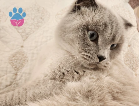 Scotish Fold Blue Point Dişi Kedime Eş Arıyorum