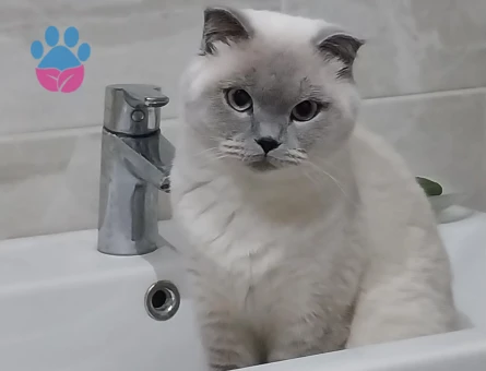 Scotish Fold Blue Point Dişi Kedime Eş Arıyorum