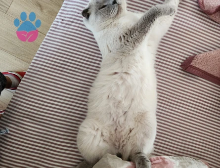 Scotish Fold Blue Point Dişi Kedime Eş Arıyorum