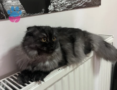 Dişi kedi 1 yaşında tüm aşıları tam evden hiç çıkmadı  kızgınlıkta erkek eş arıyoruz