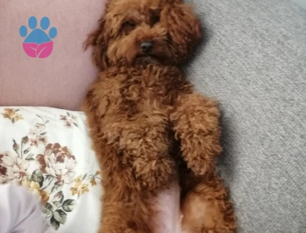 Toy Poodle 1 Yaşında - 118984623