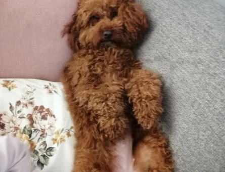 Toy Poodle 1 Yaşında - 118984623