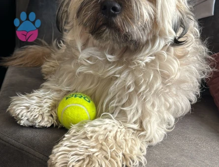 OĞLUMUZA DIŞI ARUYORUZ (HAVANESE) - 118984625