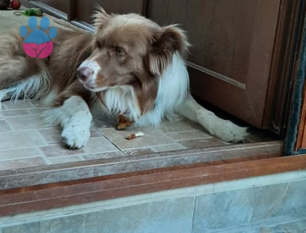 Border Collie 4 Yaşında Eş Arıyor
