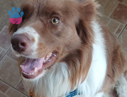 Border Collie 4 Yaşında Eş Arıyor