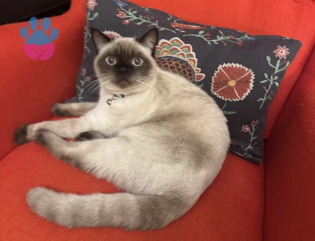 British Blue Point Shorthair