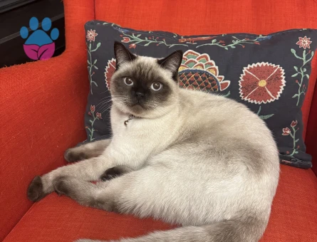 British Blue Point Shorthair