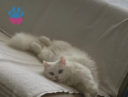 kızımıza damat arıyoruz