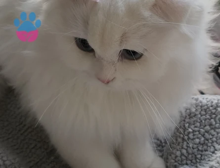 Scottish Fold Kızımıza eş arıyorum