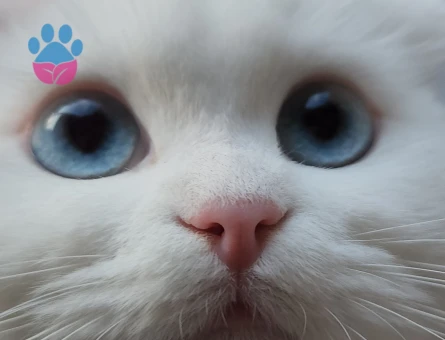 Scottish Fold Kızımıza eş arıyorum