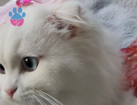 Scottish Fold Kızımıza eş arıyorum