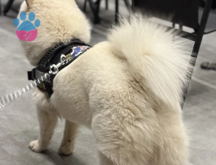 Erkek chow chow 1 yaşında eş arıyor