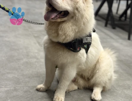 Erkek chow chow 1 yaşında eş arıyor