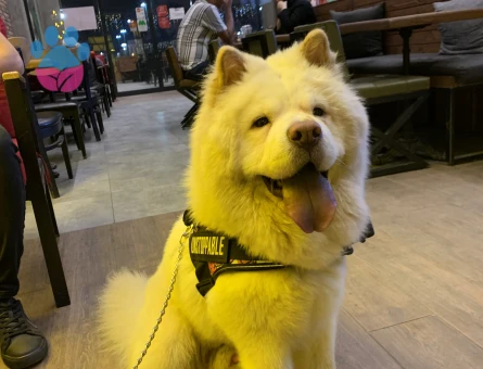 Erkek chow chow 1 yaşında eş arıyor