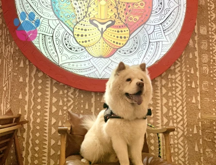 Erkek chow chow 1 yaşında eş arıyor