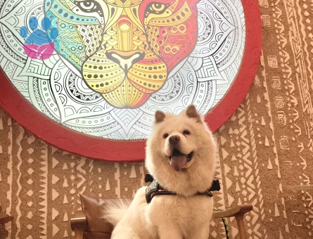 Erkek chow chow 1 yaşında eş arıyor