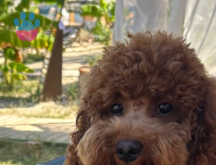 Leo toy poodle eş arıyor